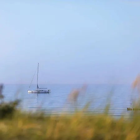 Gaensebluemchen Im Herzen Der Halbinsel Fischland-darss-zingst * Wustrow (Fischland)