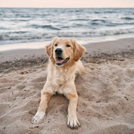 Gaensebluemchen Im Herzen Der Halbinsel Fischland-darss-zingst ווסטרו